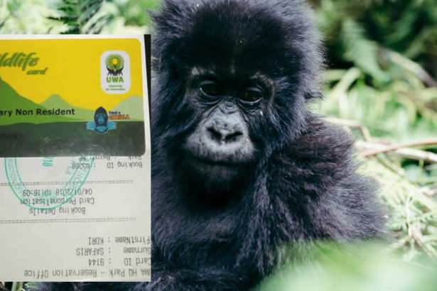 How Much is a Gorilla trekking permit