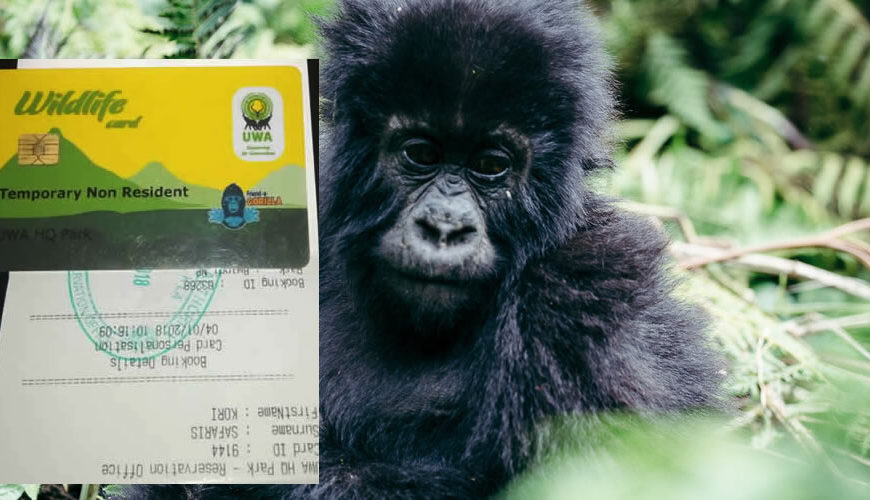 How Much is a Gorilla trekking permit