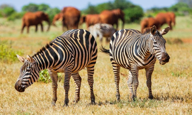 Tsavo National Reserve