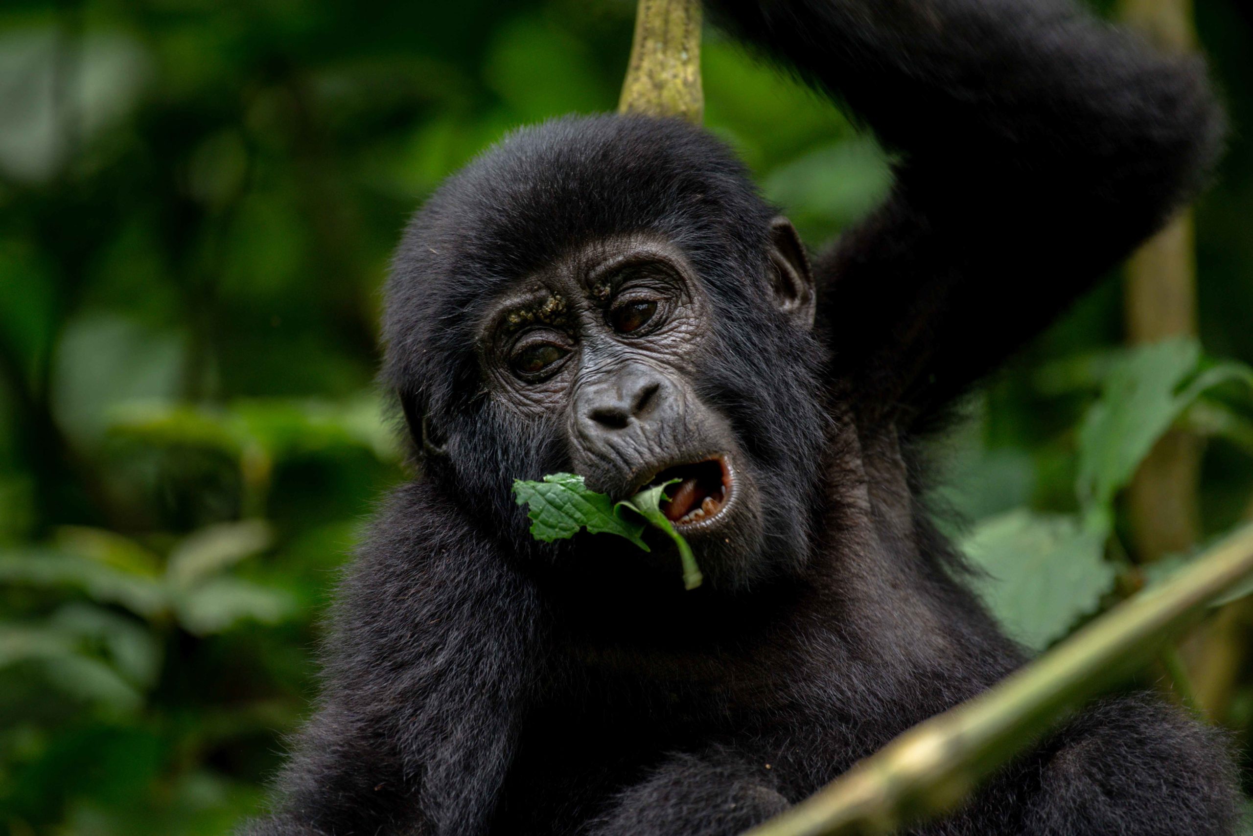 Habituation of Mountain Gorillas in Uganda.