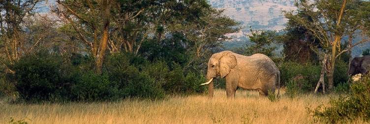 12-Day African Safari Tour in Rwanda & Uganda