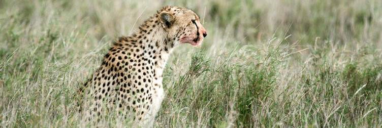 11-Day Best of Kenya & Tanzania  Tour