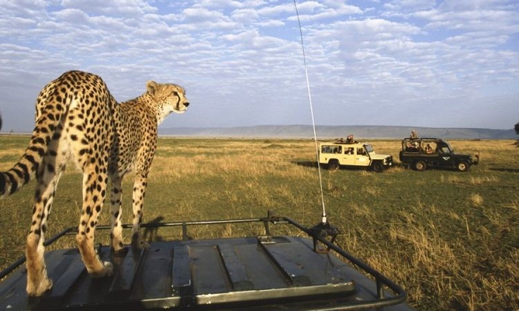 7 DAYS BEST OF KENYA AND TANZANIA WILDLIFE SAFARI TOUR