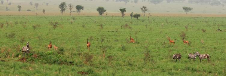 6-Day Kidepo and Murchison Falls Wilderness Tour