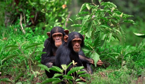 Gishwati Mukura National Park