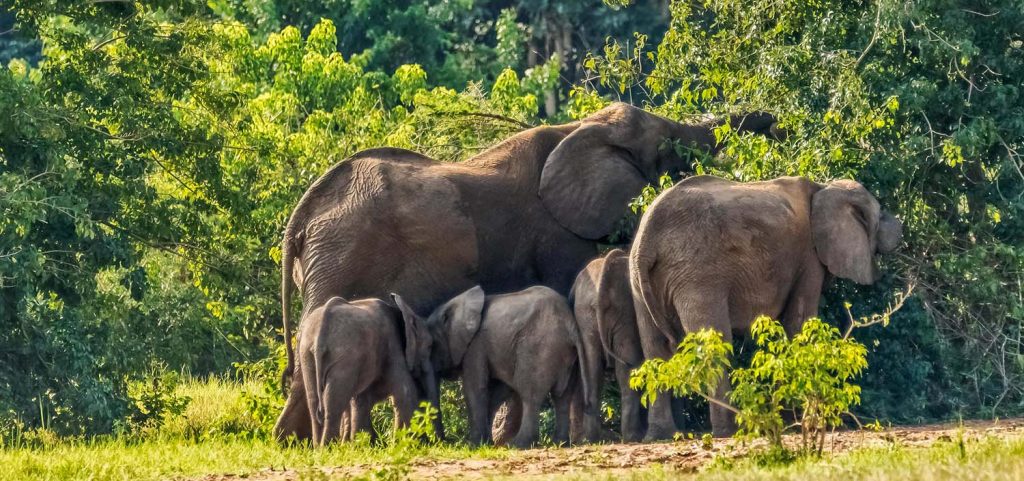 Queen Elizabeth National Park