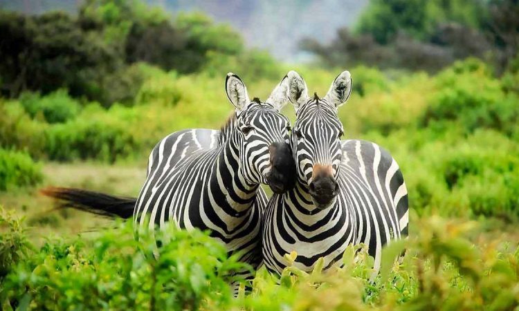 Lake Mburo National Park 