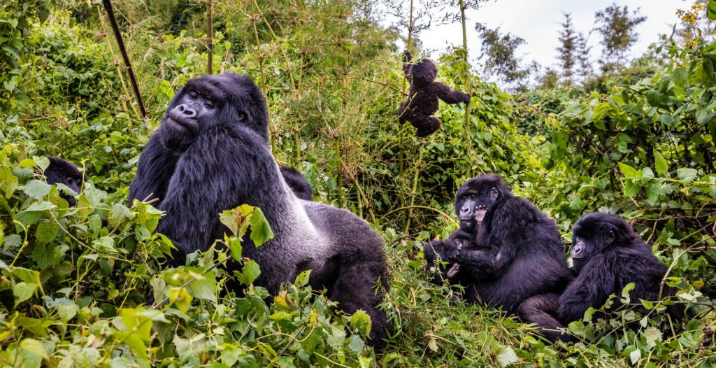 Humblest Mountain gorilla Family to trek in Uganda and Rwanda.