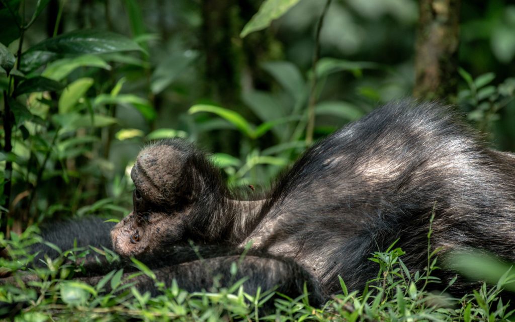 Kibale National Park.