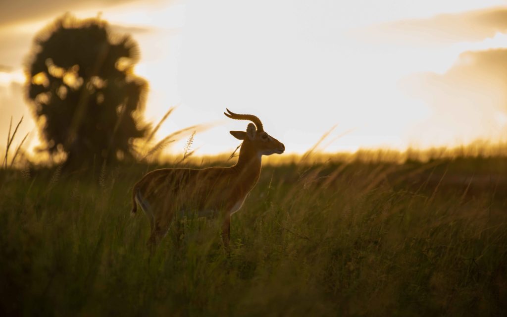 Queen Elizabeth National Park