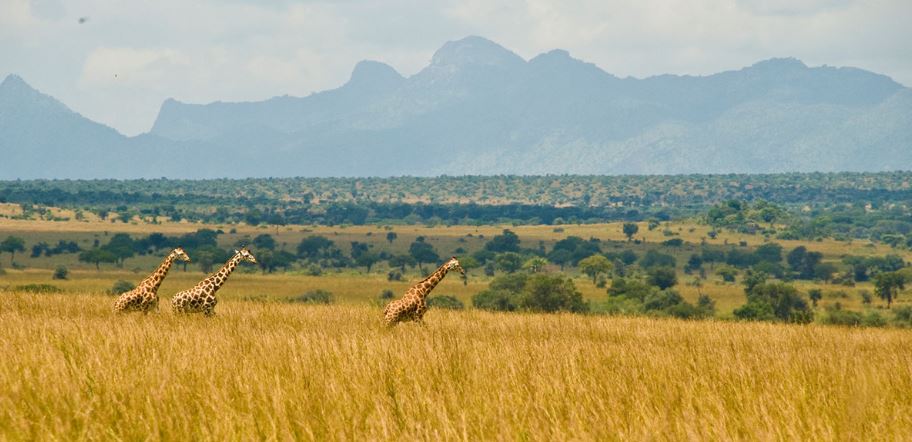 3-Day Kidepo Valley Safari