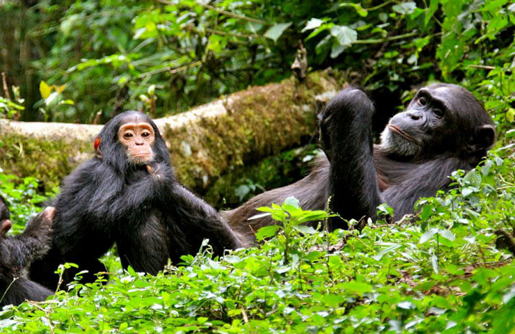 
4-Day Gorilla Trekking Chimpanzees & Queen Elizabeth NP
