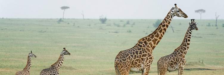   4 days Tanzania wildlife safari Tour
