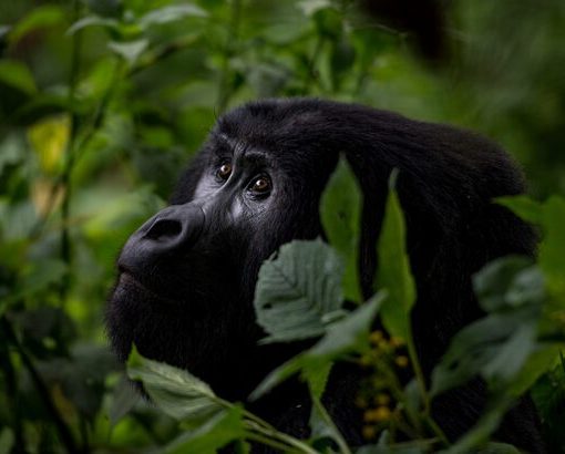 Gorilla Tours in Uganda