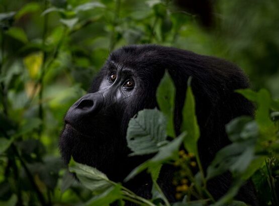 Gorilla Tours in Uganda