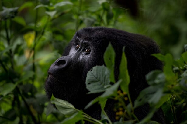 Gorilla Tours in Uganda