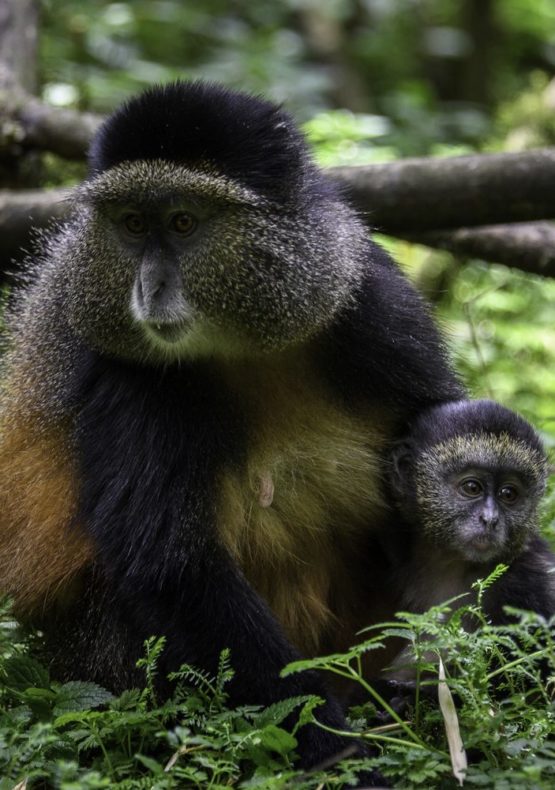 4-Day Rwanda-Uganda Golden Monkey and Gorilla Trekking