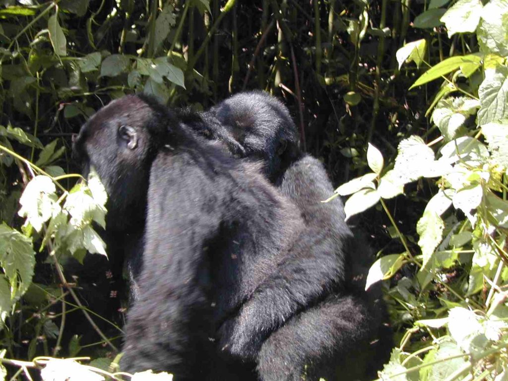 Humblest Mountain gorilla Family to trek in Uganda and Rwanda.