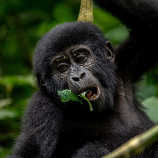 Bwindi Impenetrable Forest National Park