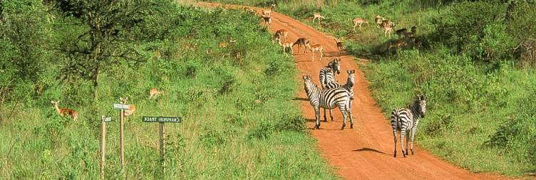 12-Days Best of Uganda Safari Tour