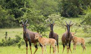 Lake Mburo National Park 