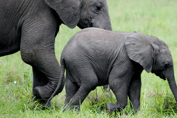 Rwenzori Mountains National Park