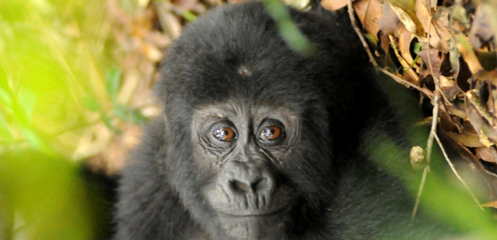  Mgahinga Gorilla National Park