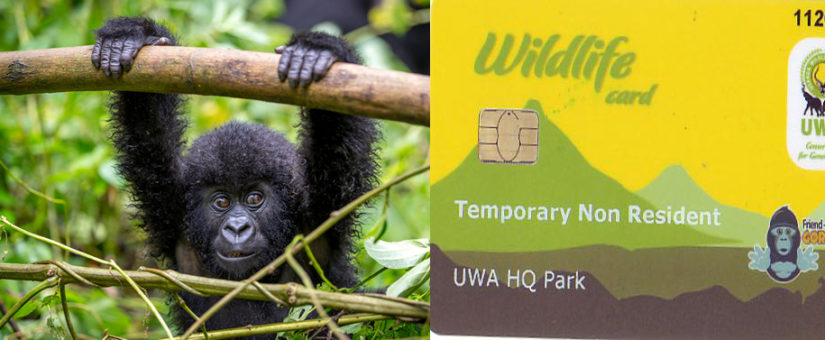 How Much is a Gorilla trekking permit