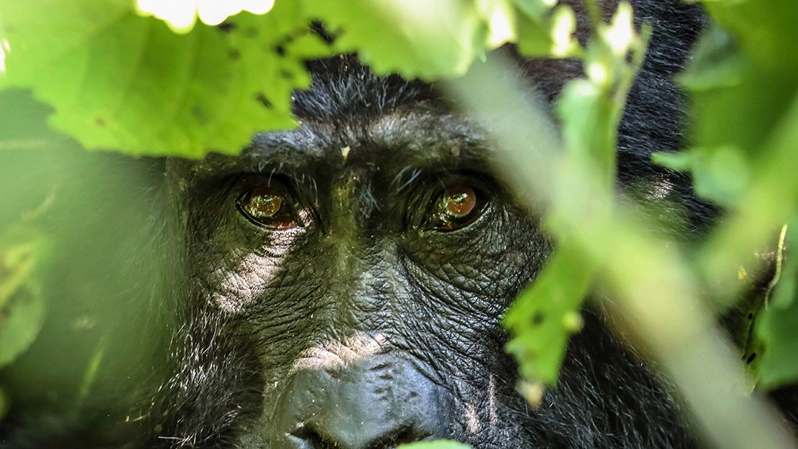 Habituated gorilla families in Uganda.
