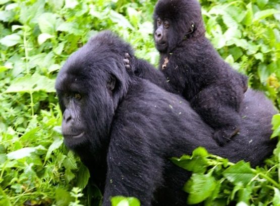 1-Day Gorilla Trek From Kisoro