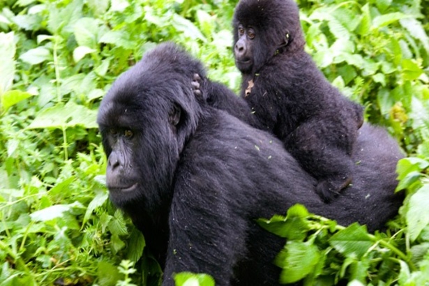 1-Day Gorilla Trek From Kisoro