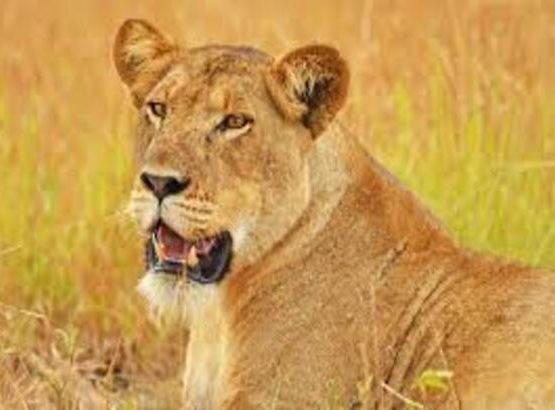 4-Day Queen Elizabeth & Lake Mburo National Parks Safari