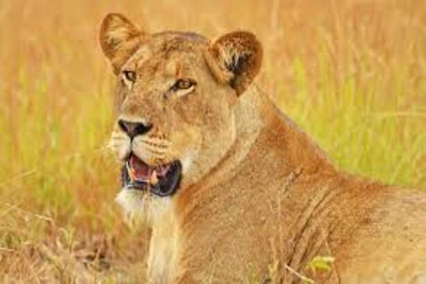 4-Day Queen Elizabeth & Lake Mburo National Parks Safari