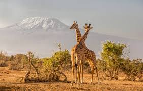 Amboseli National Park