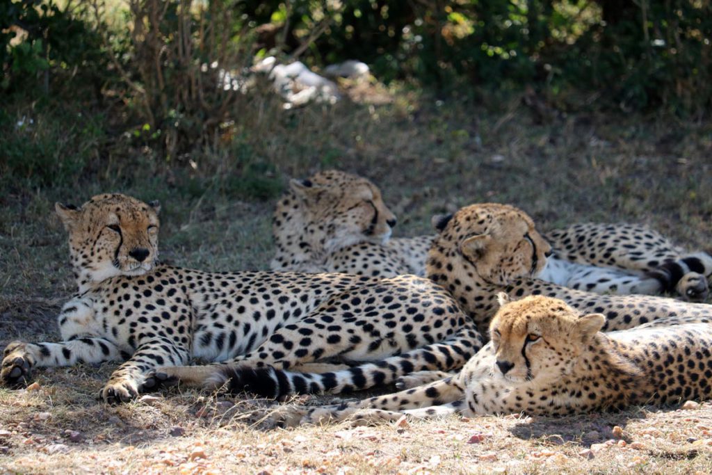 3-Days Queen Elizabeth Safari Tour