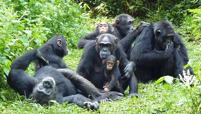 Kibale National Park.