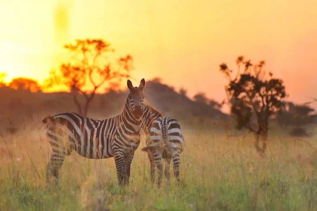 Kidepo Valley National Park