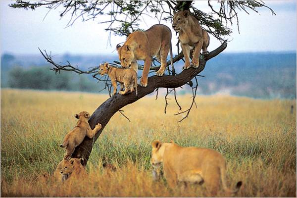 Lake Manyara National Park