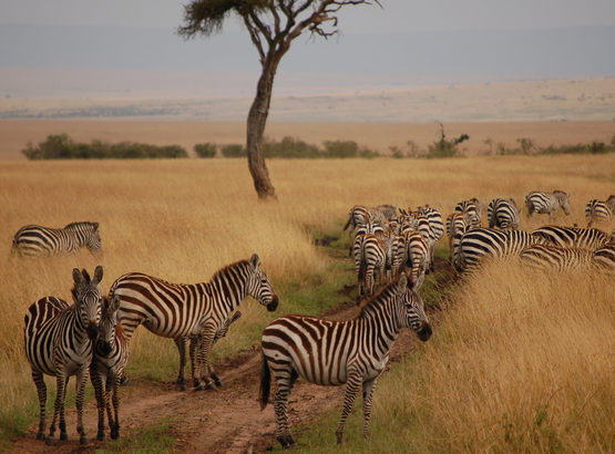 11-Day Best of Kenya & Tanzania Tour