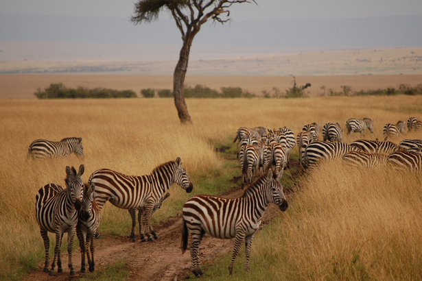 11-Day Best of Kenya & Tanzania Tour