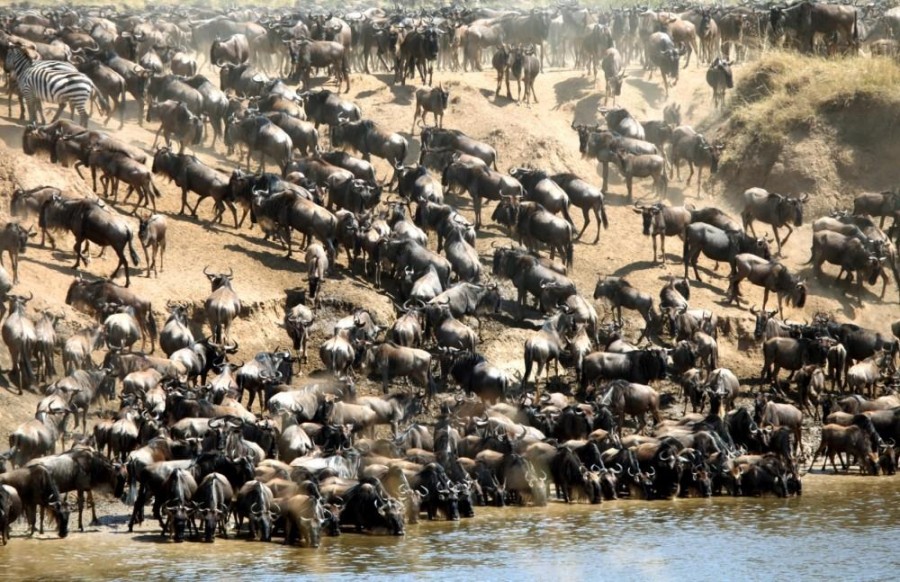 Masai Mara National Reserve