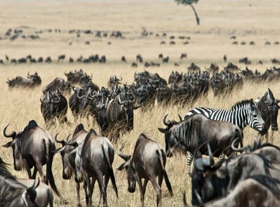 8 days Kenya wildlife Budget safari Tour.