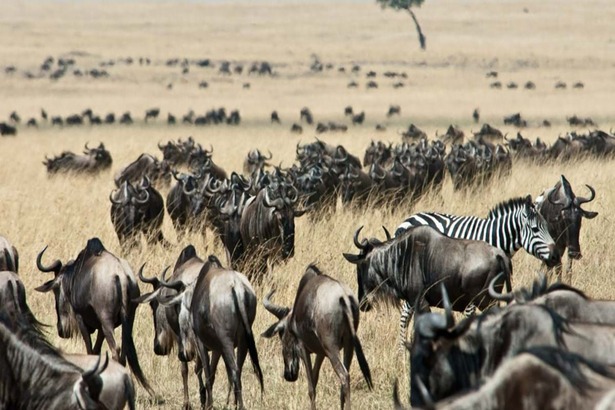 8 days Kenya wildlife Budget safari Tour.