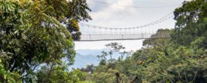 nyungwe forest national park