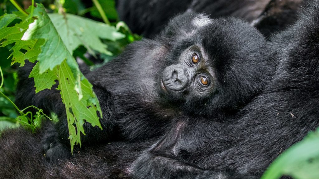 Bwindi Impenetrable Forest National Park