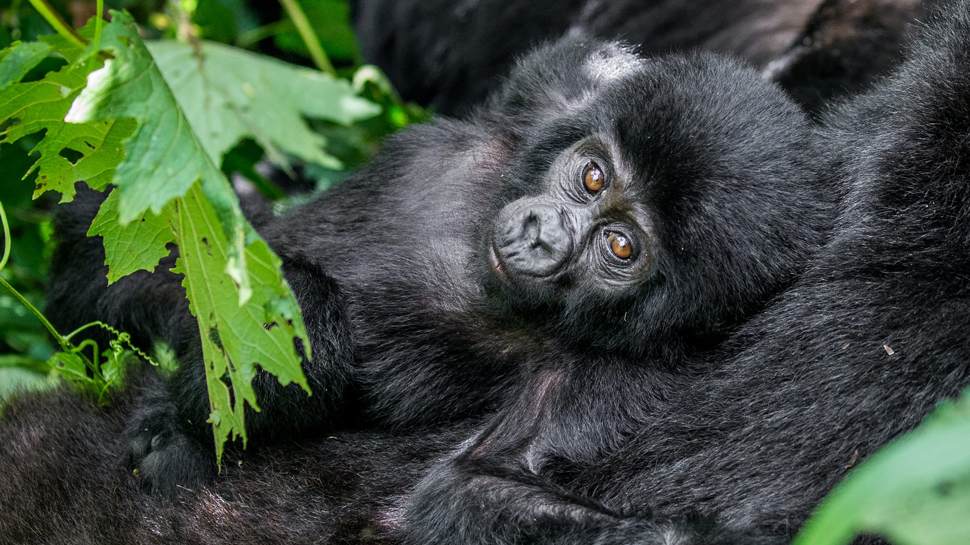 Habituation of Mountain Gorillas in Uganda.
