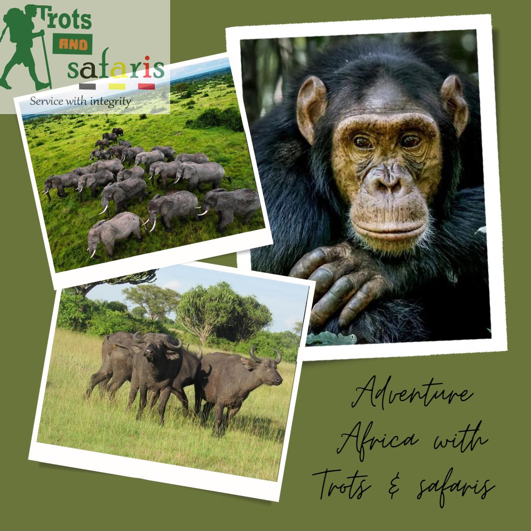 Adventure Africa with Trots and Safaris