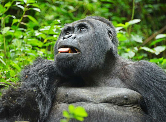 4-Day Gorillas Trekking & Lake Bunyonyi