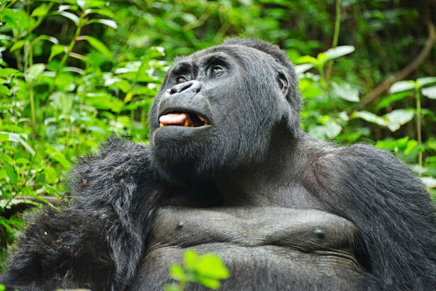 4-Day Gorillas Trekking & Lake Bunyonyi