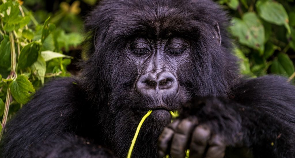 Bwindi Impenetrable Forest National Park?